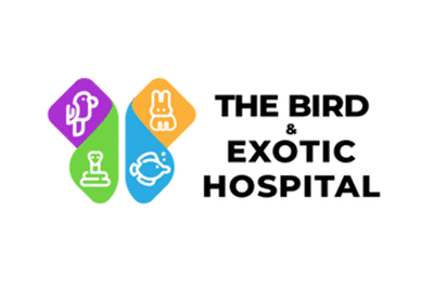 Bird-Exotic-1