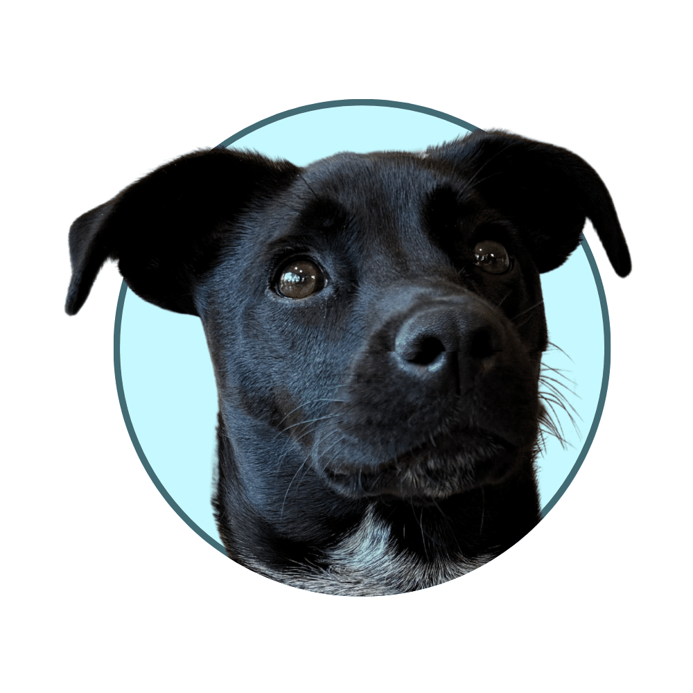 Black dog representing companion animal practices supported by a veterinary marketing agency focused on digital growth and client acquisition.
