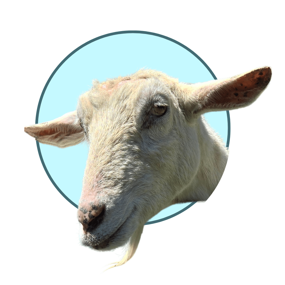 Goat representing livestock and mixed animal veterinary practices working with a veterinary marketing agency to expand their local reach.