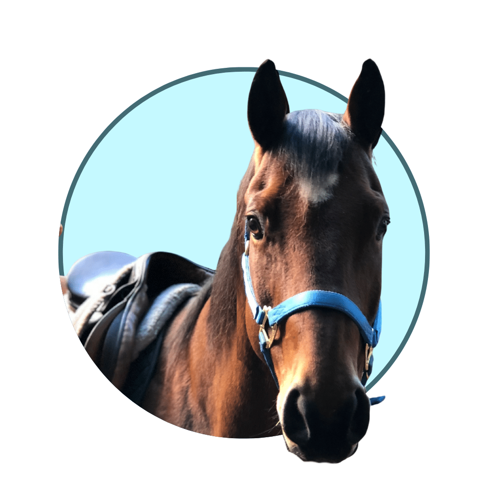 Horse representing equine veterinary practices partnering with a veterinary marketing agency for digital marketing and client growth.