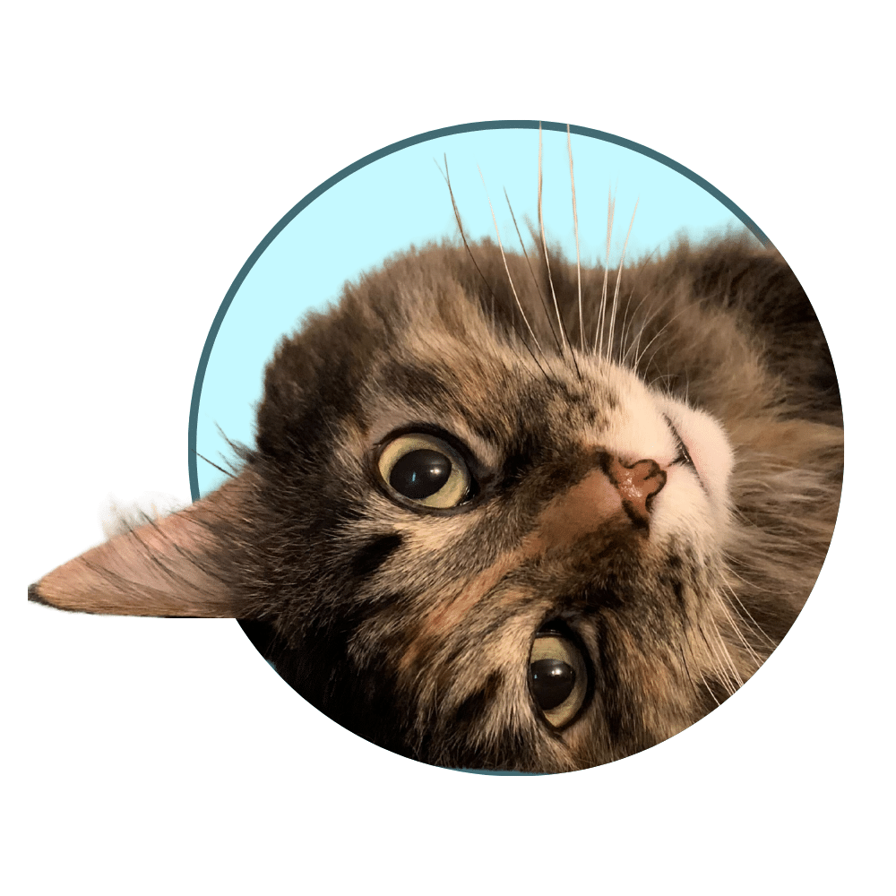 Tabby cat representing feline and companion animal veterinary clinics using veterinary marketing agency services to reach more pet owners.