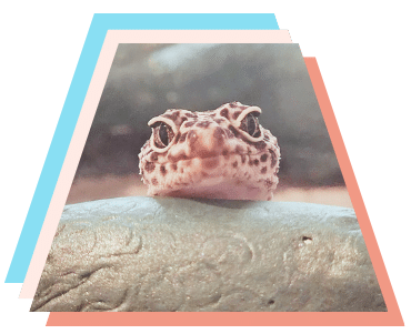 Gecko with its eyes wide open, representing how veterinary recruiters at Vetcelerator look for candidates.