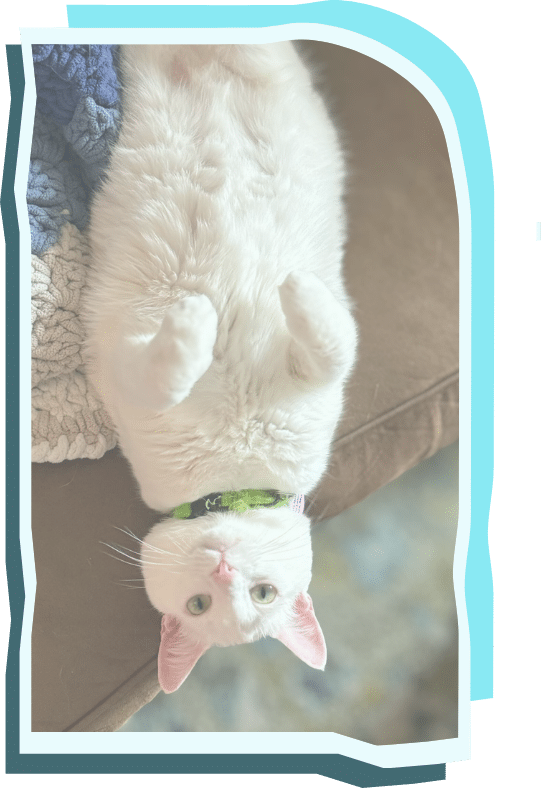 White cat relaxing comfortably on a couch, representing the pet-focused approach of Vetcelerator's veterinary marketing agency.